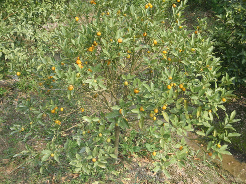 Ripe and ready Mandarins on the tree.